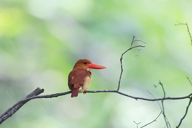 2011　06　08　アカショウビン_d0127815_2192145.jpg