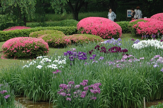 東御苑の花菖蒲と石垣_f0012718_265788.jpg