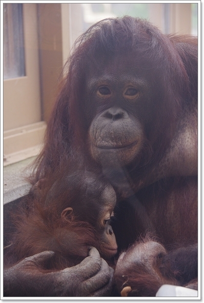 円山動物園　ボルネオオランウータン_f0218836_22234034.jpg