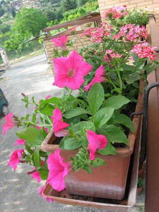 花を飾ろう_f0234936_17333563.jpg