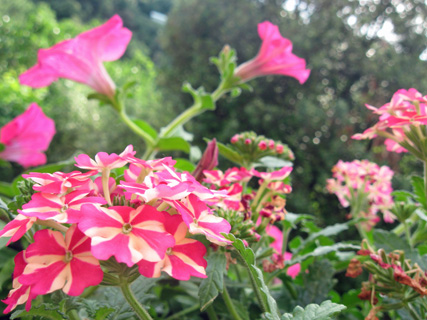 花を飾ろう_f0234936_17335297.jpg