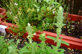 雨あがりの　お花たち_b0200747_12492225.jpg