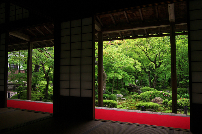 サツキ咲く新緑の圓光寺_f0155048_1253182.jpg