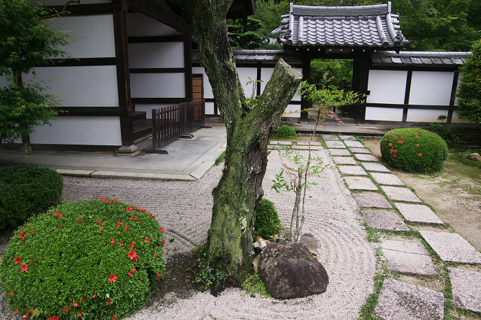 サツキ咲く新緑の圓光寺_f0155048_1253417.jpg