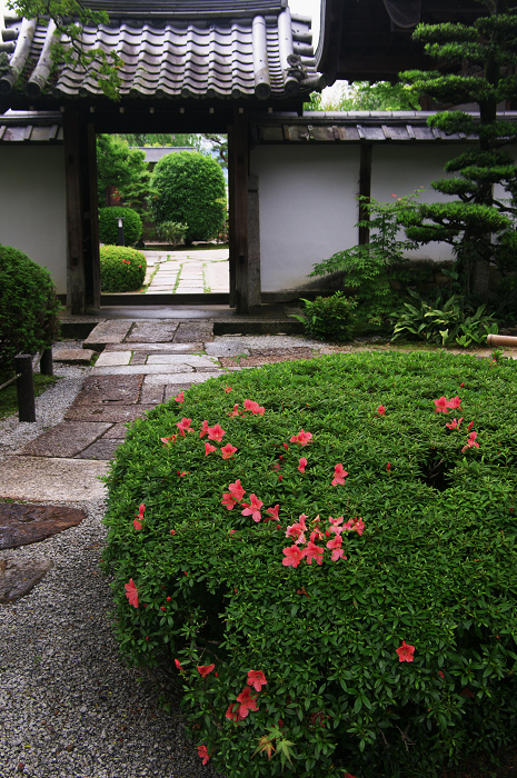 サツキ咲く新緑の圓光寺_f0155048_1254114.jpg