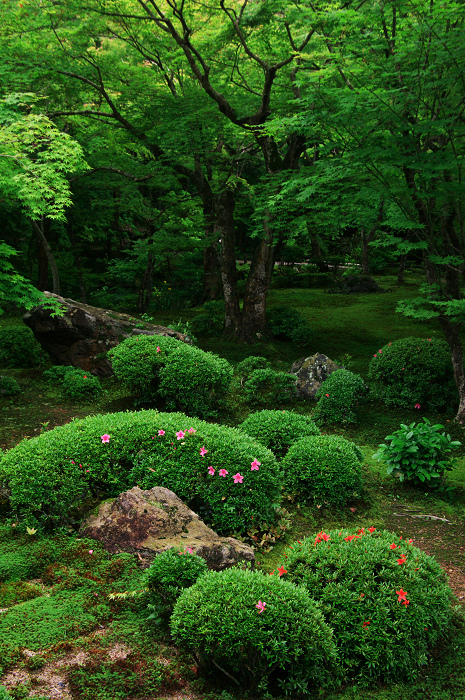 サツキ咲く新緑の圓光寺_f0155048_1261256.jpg