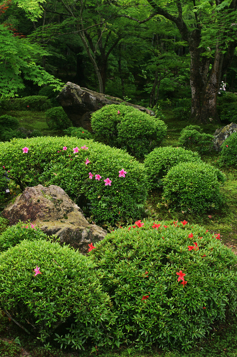 サツキ咲く新緑の圓光寺_f0155048_126336.jpg