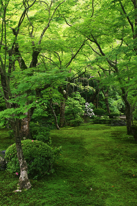 サツキ咲く新緑の圓光寺_f0155048_1263551.jpg