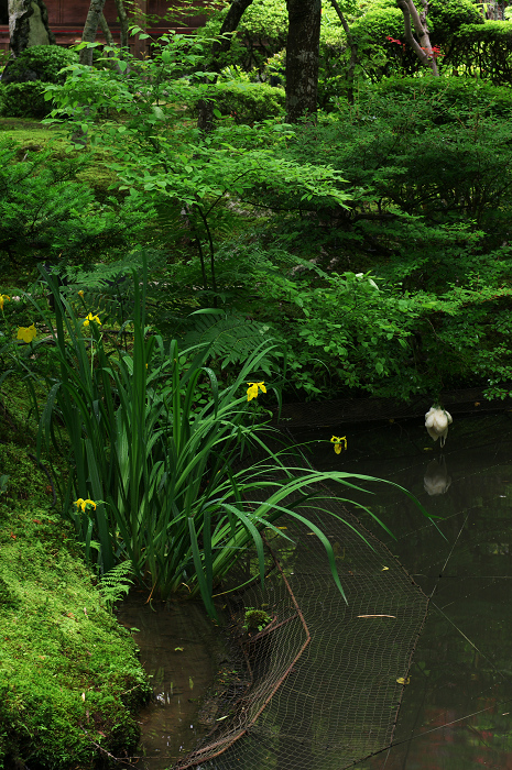 サツキ咲く新緑の圓光寺_f0155048_1264240.jpg