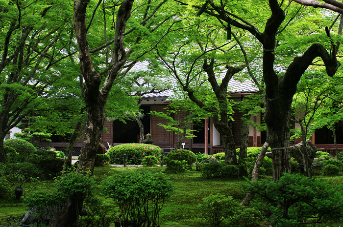 サツキ咲く新緑の圓光寺_f0155048_1264532.jpg