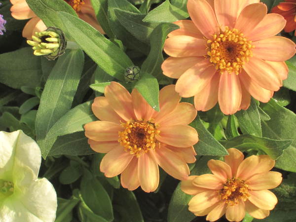 ジニア プロフュージョン さにべるスタッフblog Sunny Day S Garden