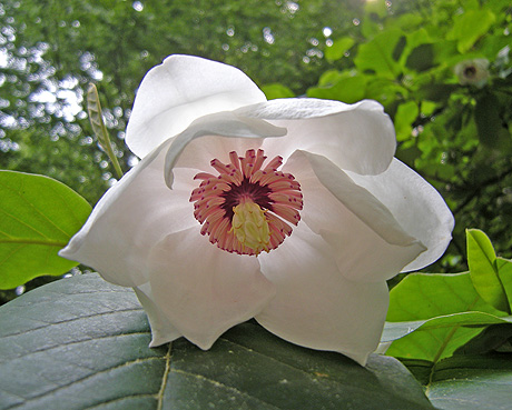 6月8日　赤城自然園 春の開園最終日 あれこれ_a0001354_22405133.jpg