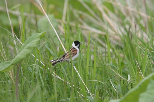 今日の野鳥_c0070654_17342979.jpg