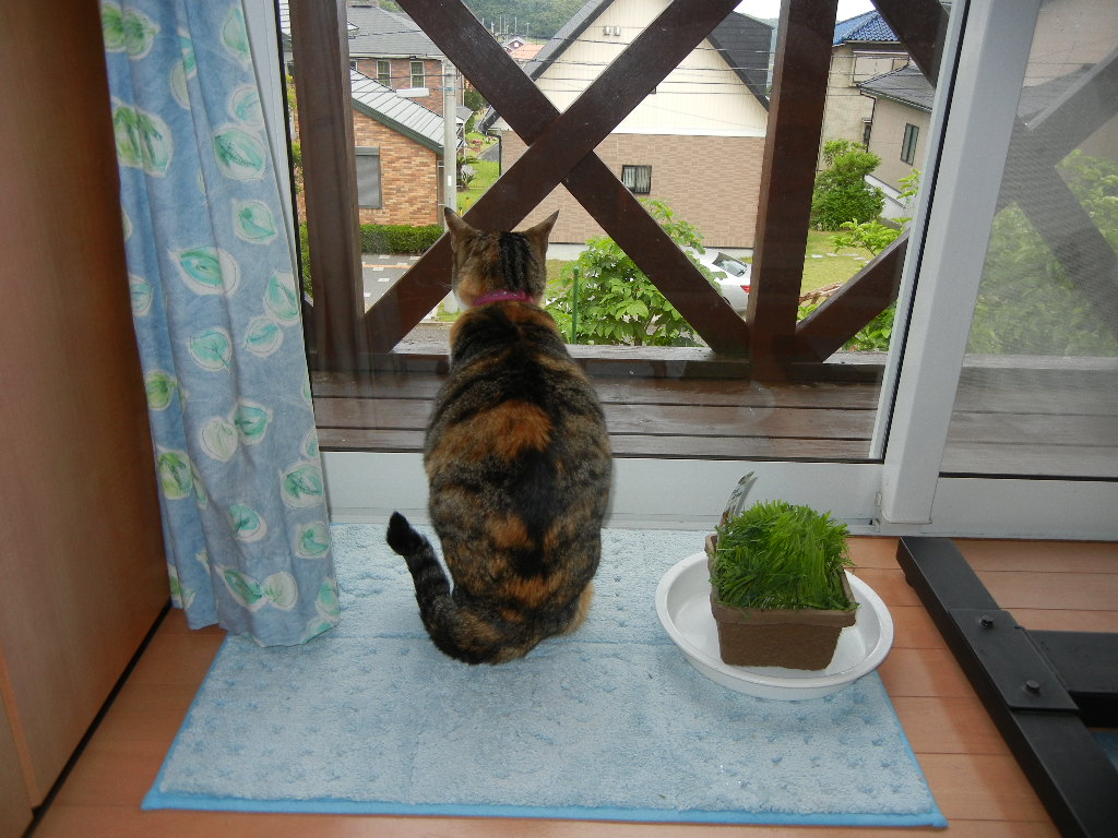 2011年6月8日(水)コスモスが咲いている!_f0060461_177988.jpg