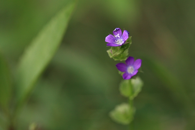 d0128465_74898.jpg