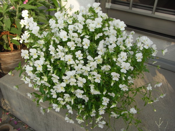 b0194267_2041132.jpg