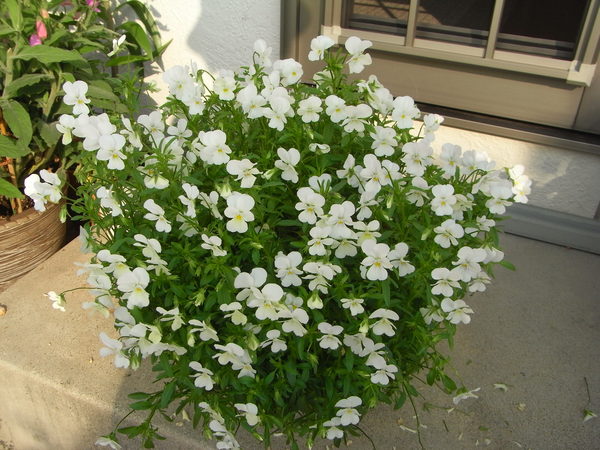 b0194267_2074367.jpg