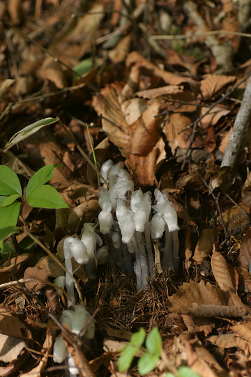 e0054067_23125047.jpg