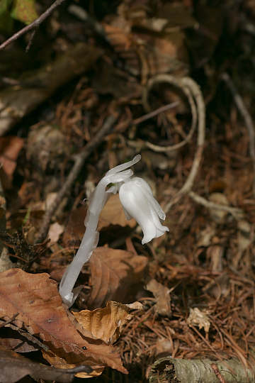 e0054067_23125110.jpg