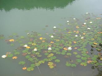 ため池のかわいい花_e0175370_1040817.jpg
