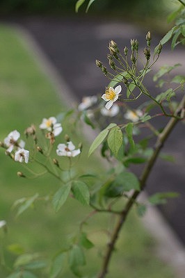 d0177073_042145.jpg