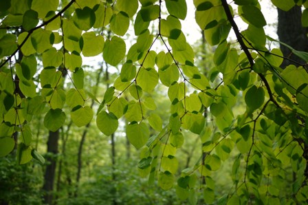 a0100975_103697.jpg