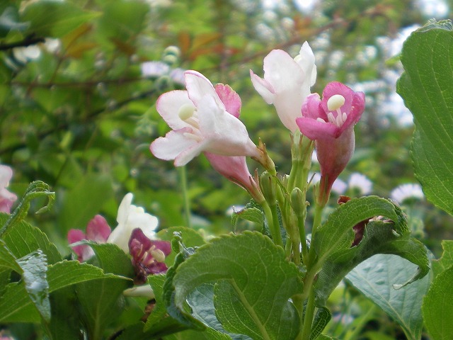 『箱根空木（ハコネウツギ）の花・・・』_d0054276_20322234.jpg