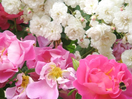 薔薇色庭園モティスフォント（2011年編）_f0141785_1956353.jpg