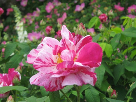 薔薇色庭園モティスフォント（2011年編）_f0141785_2121578.jpg