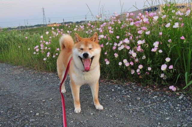 ゆうやけこやけ_a0126590_22441757.jpg