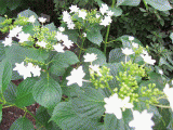 c0078592_1013556.gif