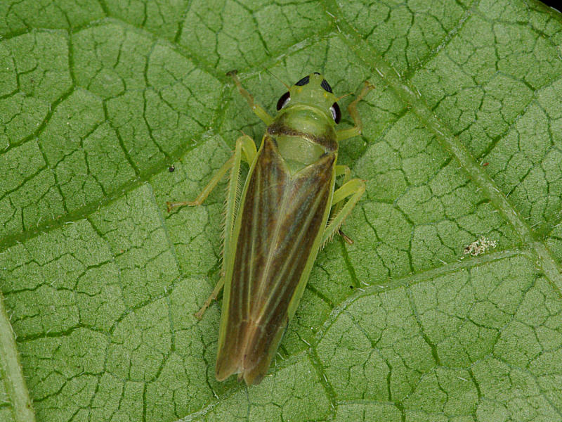 ヨコバイの1種（西公園 2011/06/01撮影）_f0204094_2092349.jpg