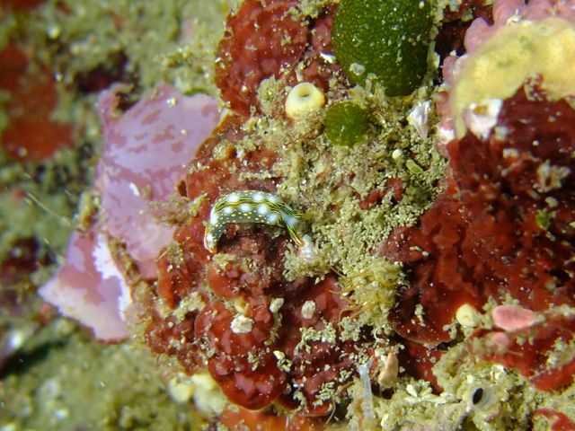 雲見で宝探しのような生き物探し【2011年6月8日】_f0053895_1810266.jpg