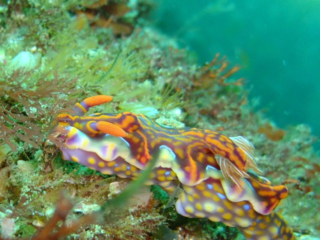 雲見で宝探しのような生き物探し【2011年6月8日】_f0053895_1811287.jpg