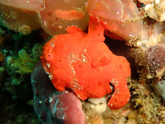 雲見で宝探しのような生き物探し【2011年6月8日】_f0053895_18275654.jpg