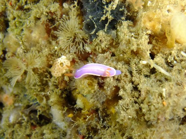 雲見で宝探しのような生き物探し【2011年6月8日】_f0053895_18583.jpg