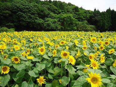 ひまわりの花畑 宮崎 都城 からの便り