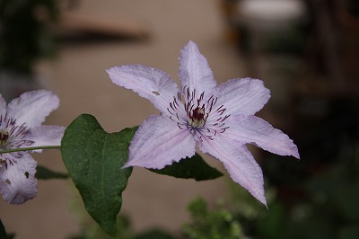 a0123003_028773.jpg