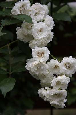 a0123003_04274.jpg