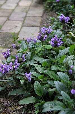 a0123003_0542010.jpg