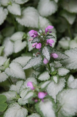 a0123003_054570.jpg