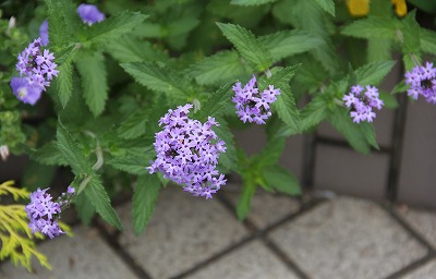 a0123003_22461839.jpg