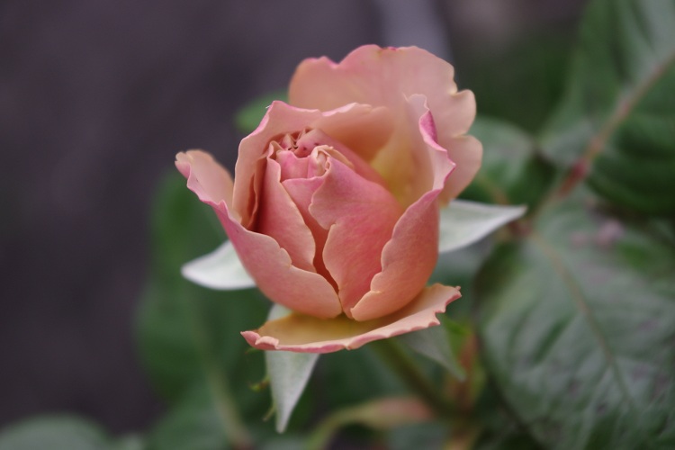 c0147909_7232580.jpg