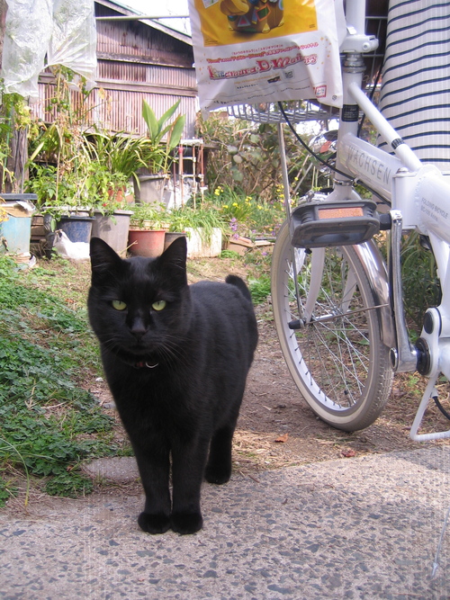 ねこ_d0200911_2384094.jpg