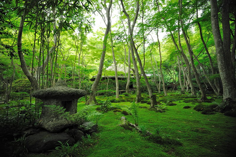 旬緑の祇王寺 其の二_f0032011_19341077.jpg