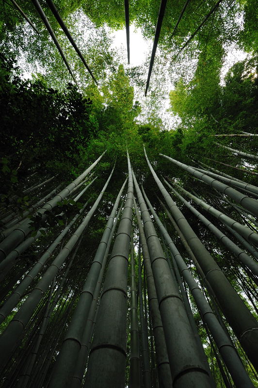 旬緑の祇王寺 其の二_f0032011_19344010.jpg