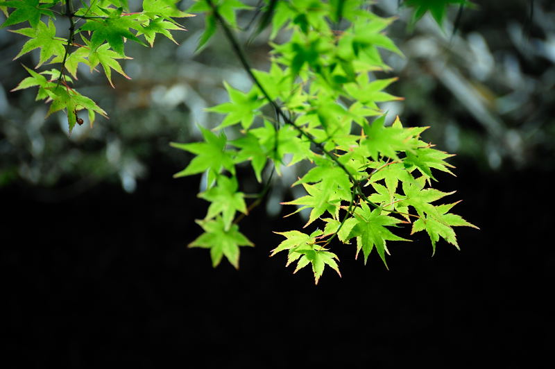 旬緑の祇王寺 其の二_f0032011_19351117.jpg