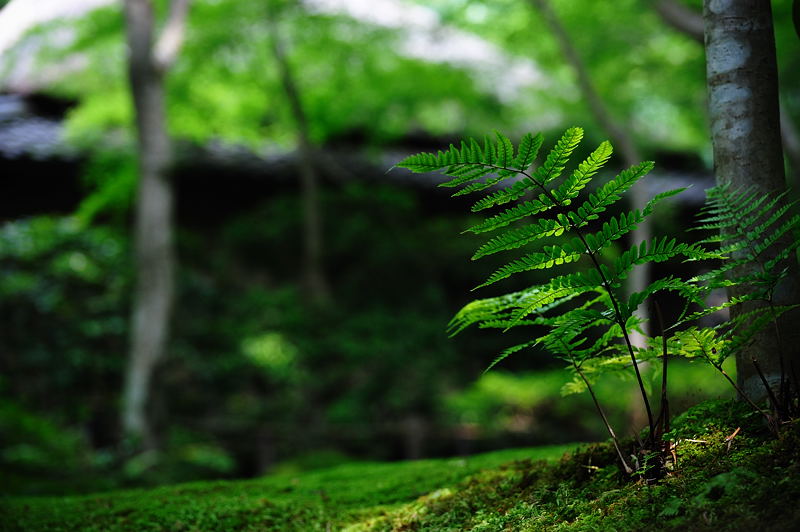旬緑の祇王寺 其の二_f0032011_19355214.jpg