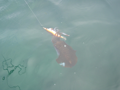 6/9 アオリイカ_b0193213_2050761.jpg