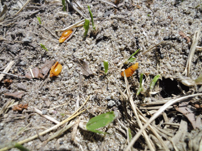 f0232920_12551687.gif